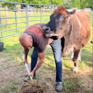 Couple adopts 19-year-old cow that was deemed ‘useless’