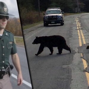 Cop Stumped When Bear Refuses To Move, Looks Closer And Acts Fast