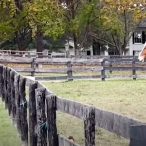 Senior horse who’s been alone whole life sees new mare and it’s ‘love at first sight