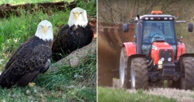 After 13 Bald Eagles Found Dead In Field, Authorities Investigate Farmer