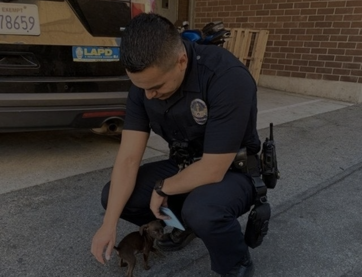 Abandoned stray dog chases police officer along the street, hangs on his feet, begging to be adopted