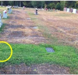 The parents went to the SON’S GRAVE and saw that only he had GREEN GRASS!