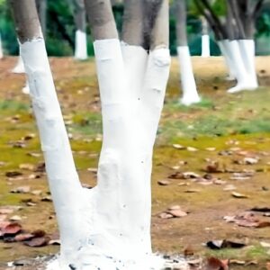 If you spot white-painted trees, you had better know what it means