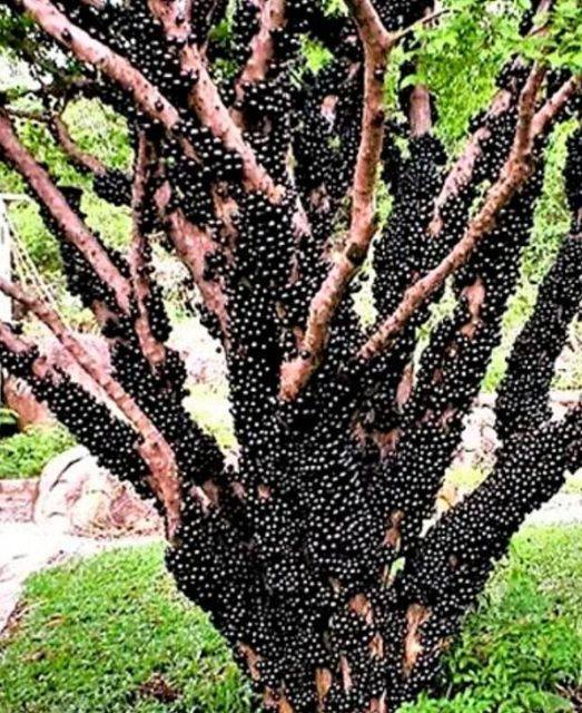 This strange looking plant was spotted while a mother was walking with her daughter. After finding out what it was they ran to the nearest location. 😮