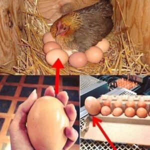 A farmer found a huge egg under a chicken – when he saw what came out of it, he couldn’t believe his eyes.