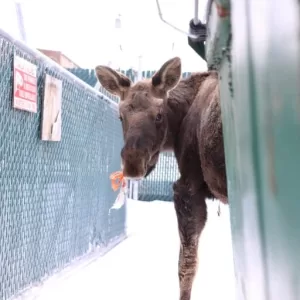 Man spots moose near dumpster, discovers unexpected object in his mouth