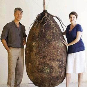 Goodbye to funeral with a coffin. In the future, this organic bag will turn a person into a tree when they leave this world.