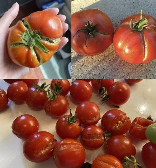 Why Tomatoes Split And How To Stop It