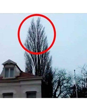 This tree isn’t what it appears to be when the birds decide to fly away