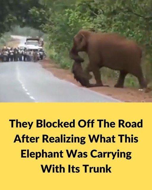 A Heartbreaking Scene: Elephants Mourning Their Young