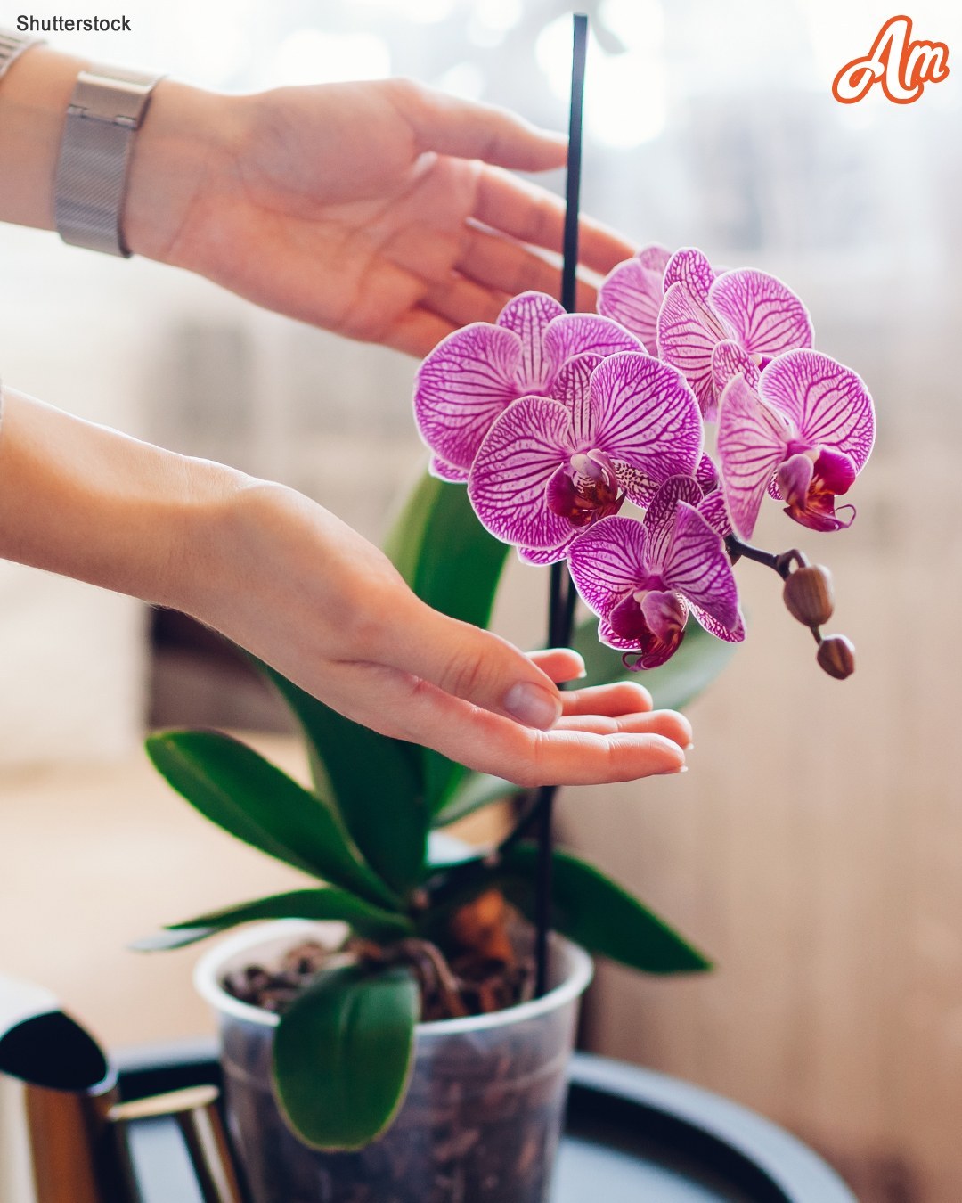 How to Keep Your Orchid Alive for 20 Years and Other Best Orchid Care Tips