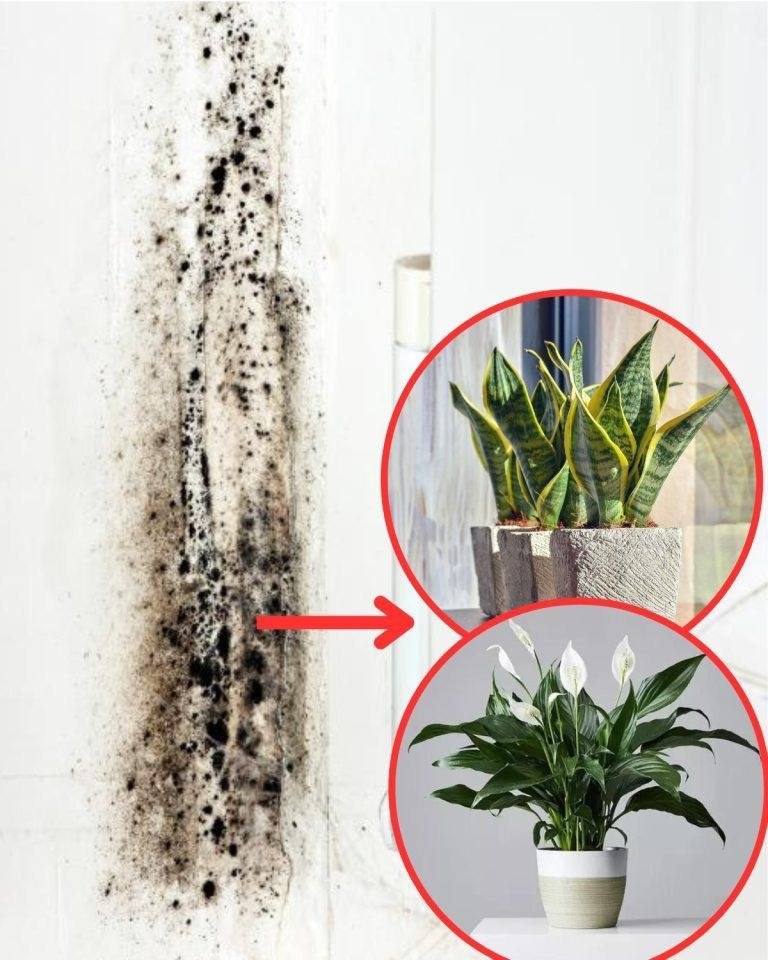 3 Houseplants That Naturally Remove Black Mold From Bathrooms And Walls