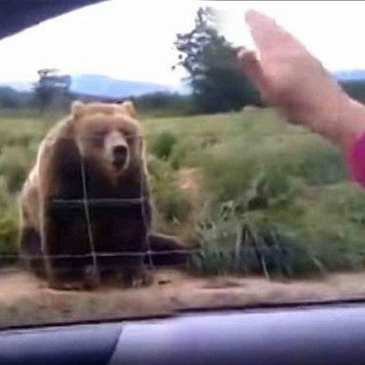 Woman waves to bear from her car – look at his unexpected response 1 second later