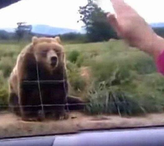 Woman waves to bear from her car – look at his unexpected response 1 second later