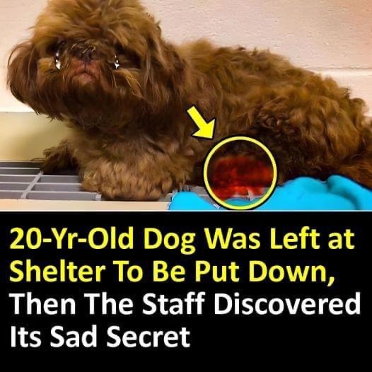 20-Yr-Old Dog Was Left at Shelter To Be Put Down, Then The Staff Discovered Its Sad Secret 😢