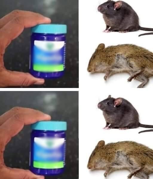 How to get rid of rats and mice naturally with Vick Vaporub!