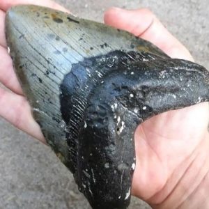 9 year old discovered an extremely strange object on the beach