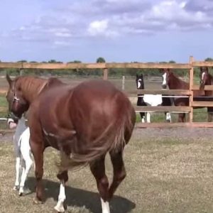 Mama has a baby so rare, even the other horses gather around in awe…