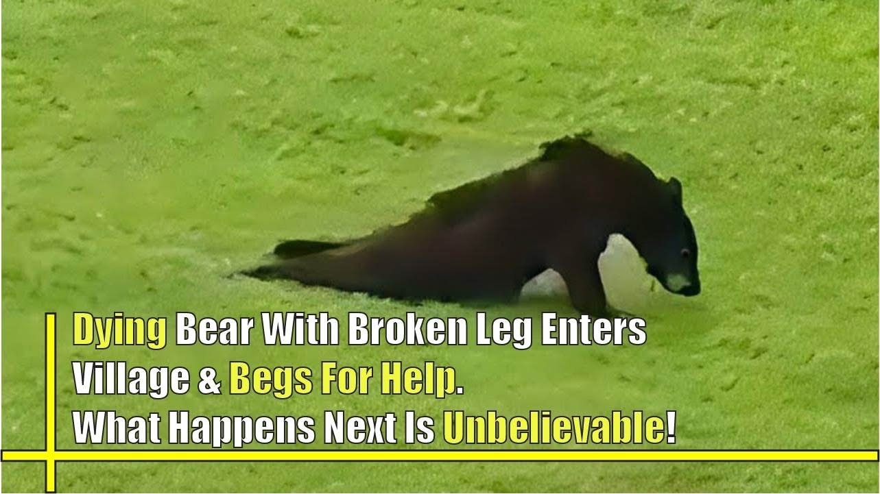 Bear With Broken Leg Enters Village & Begs For Help. What Happens Next Is Unbelievable!