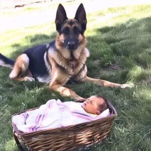 Story of the Day– Man Hears His Dog Barking from Afar, Finds It Sitting near an Abandoned Baby