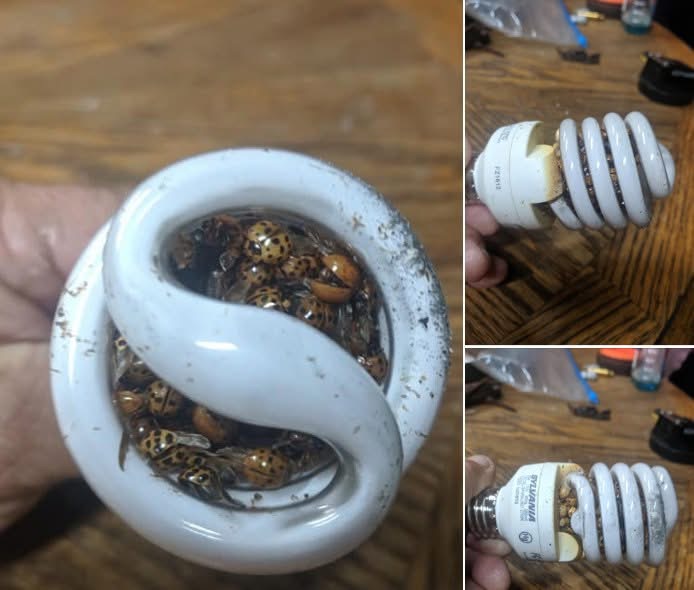 Must-read: Man’s warning about spiral bulb fire danger