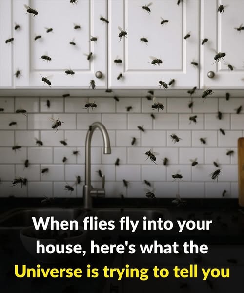 When flies fly into your house, here’s what the Universe is trying to tell you