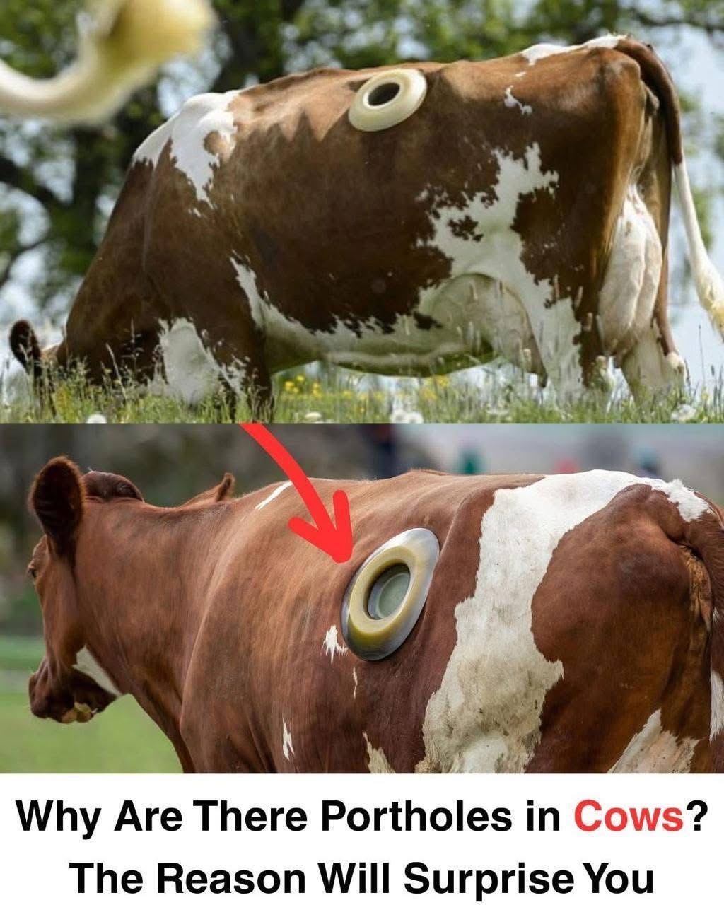 What Are Portholes, and Why Are They Used On Cows?