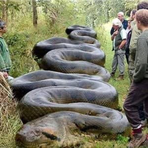 Hiker Encounters Massive Snake Camouflaged Along South Carolina Creek